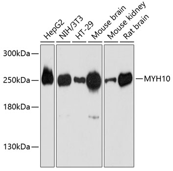 Western blot analysis of extracts of various cell lines, using MYH10 antibody  at 1:3000 dilution