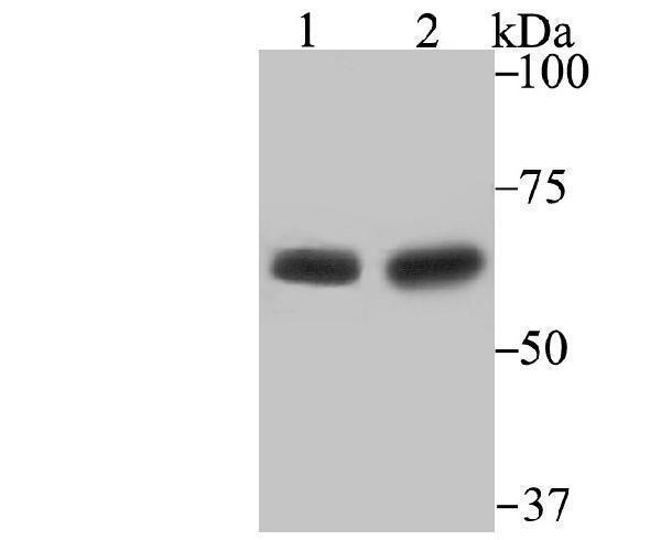 Western blot analysis of STIP1 on Mouse testis and Rat testis lysates using anti-STIP1 antibody at 1/500 dilution