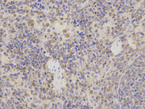 Immunohistochemistry of paraffin-embedded rat testis using STIP1 Rabbit pAb  at dilution of 1:100 