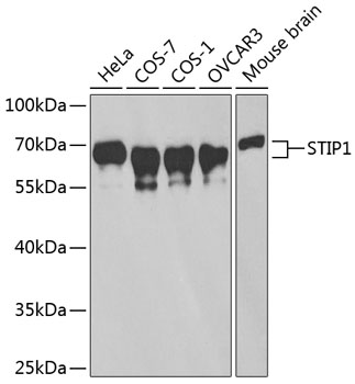 Western blot analysis of extracts of various cell lines, using STIP1 antibody  at 1:1000 dilution