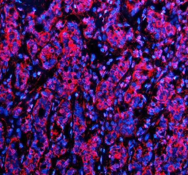 a02686 3 hpgd primary antibodies if testing 1