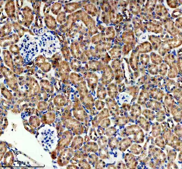 a02686 3 hpgd primary antibodies ihc testing 3