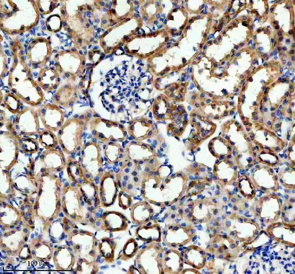 a02686 3 hpgd primary antibodies ihc testing 4
