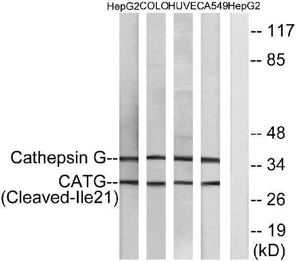 Western blot analysis of lysates from HepG2, COLO, HUVEC, and A549 cells, using CATG (Cleaved-Ile21) Antibody