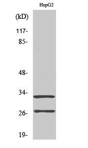 Western Blot analysis of various cells using Cleaved-Cathepsin G (I21) Polyclonal Antibody