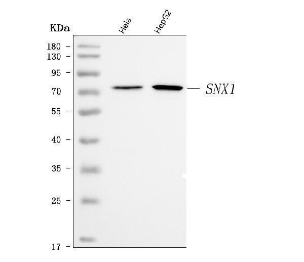 a02692 2 snx1 primary antibodies wb testing 1