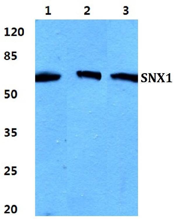 a02692 snx1 primary antiboties wb testing 1
