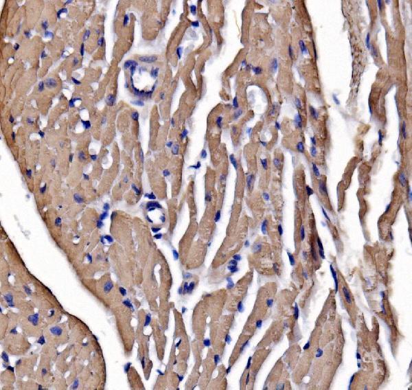  IHC analysis of heavy chain Myosin/Myh3 using anti-heavy chain Myosin/Myh3 antibody (A02697-1)