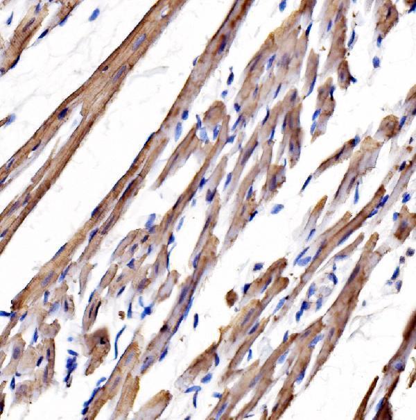 a02697 1 myh3 primary antibodies ihc testing 3