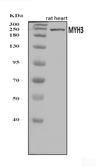  Western blot analysis of heavy chain Myosin/Myh3 using anti-heavy chain Myosin/Myh3 antibody (A02697-1)