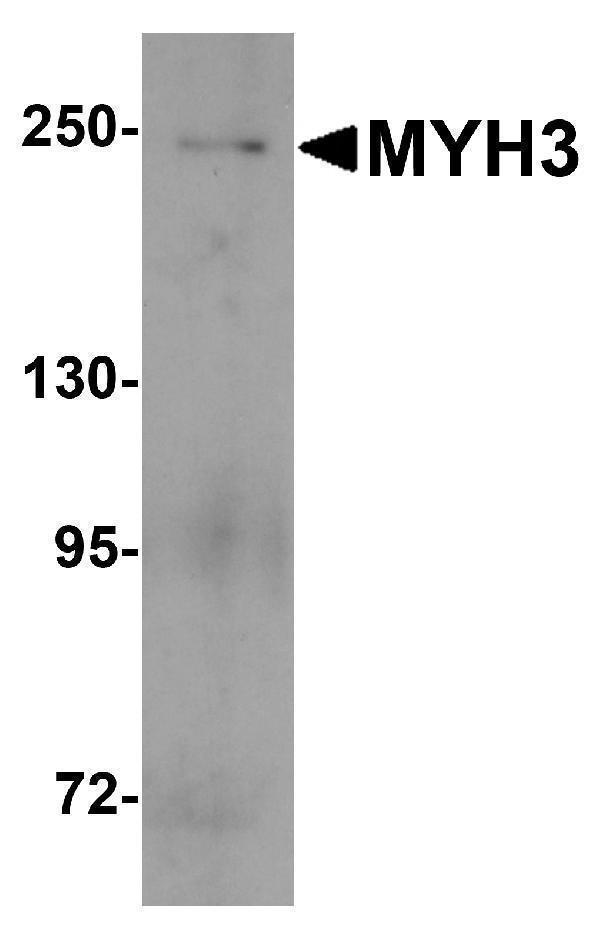 a02697 myh3 primary antibodies wb testing 1