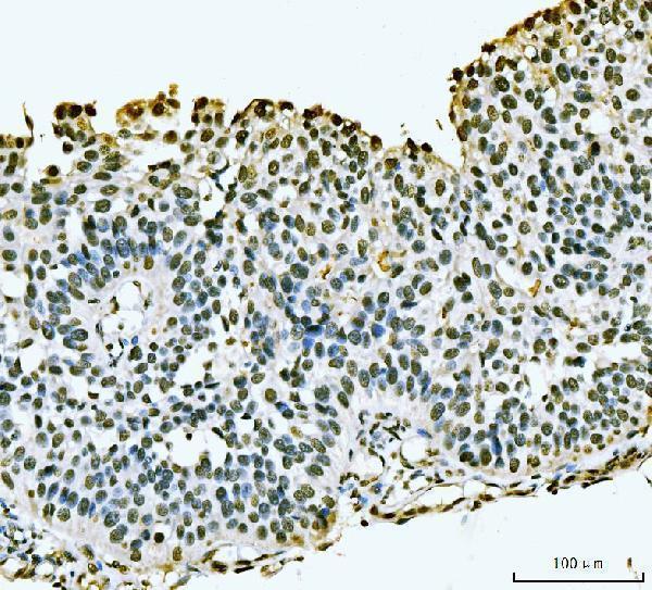  IHC analysis of PC4/SUB1 using anti-PC4/SUB1 antibody (A02698-1)