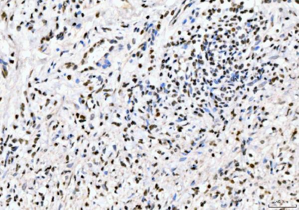  IHC analysis of PC4/SUB1 using anti-PC4/SUB1 antibody (A02698-1)