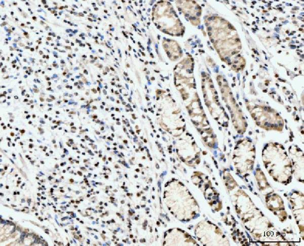 a02698 1 sub1 primary antibodies ihc testing 4
