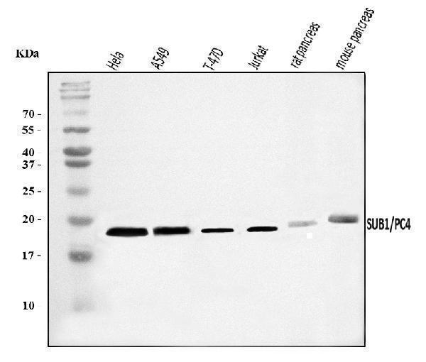  Western blot analysis of PC4/SUB1 using anti-PC4/SUB1 antibody (A02698-1)