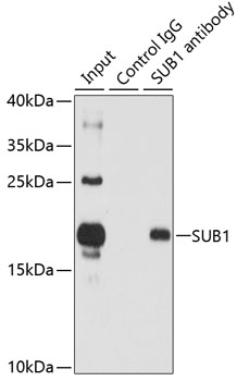 a02698 sub1 primary antiboties ip testing 3
