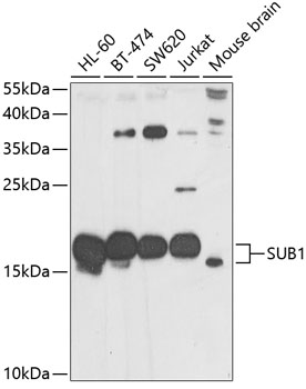 a02698 sub1 primary antiboties wb testing 1