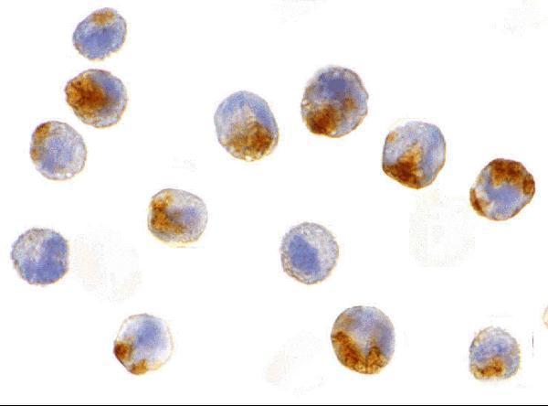 Immunocytochemistry of NAIP in A549 cells with NAIP antibody at 10 μg/mL
