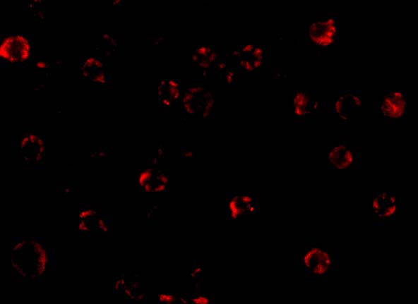 Immunofluorescence of NAIP in A549 cells with NAIP antibody at 20 μg/mL