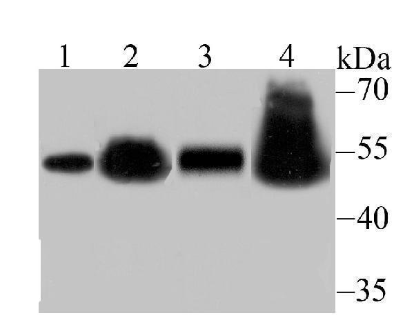 a02702 rbbp4 primary antiboties wb testing 1