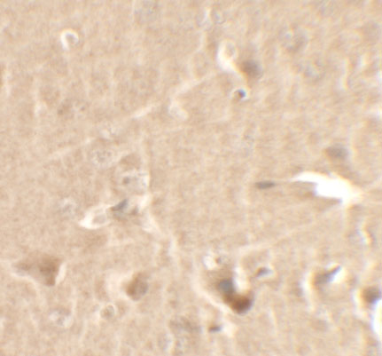 a02703 ccnt1 primary antibodies ihc testing 2