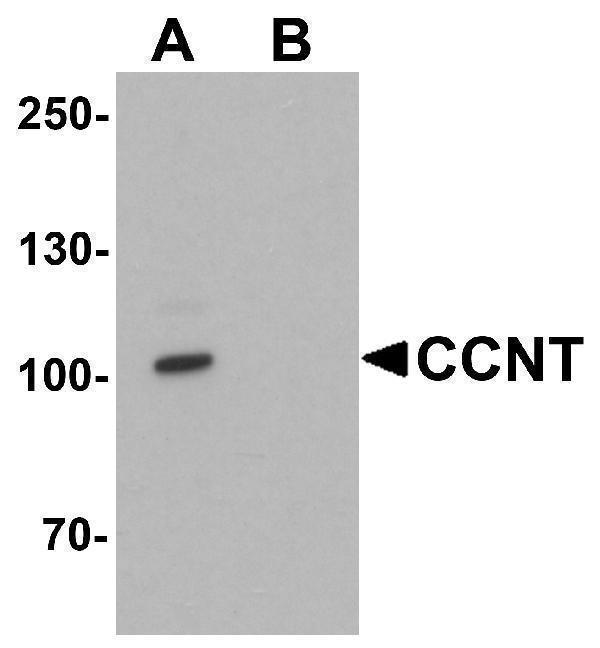 a02703 ccnt1 primary antibodies wb testing 1