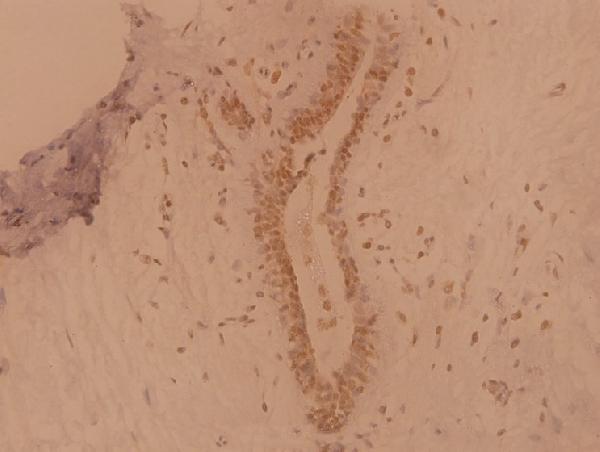 Immunohistochemistry (IHC) analyzes of Nkx-3