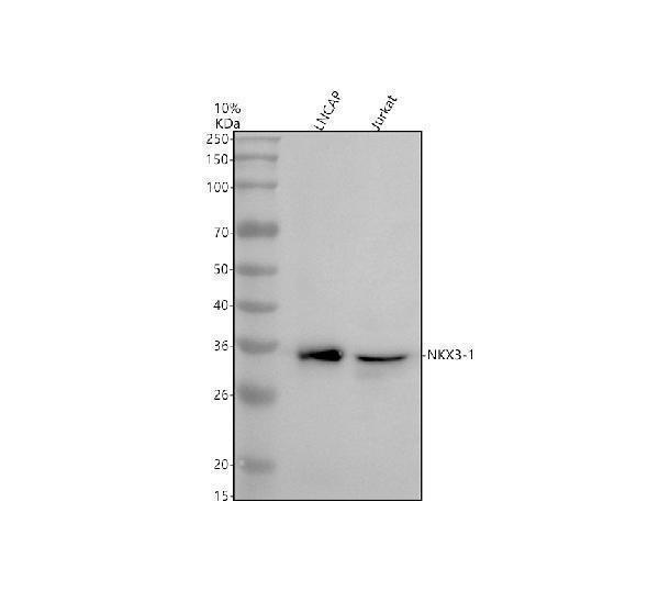 Western blot analysis of NKX3-1 using anti-NKX3-1 antibody (A02709-4)