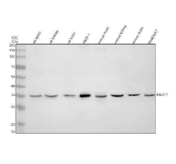 Western blot analysis of NKX3-1 using anti-NKX3-1 antibody (A02709-5)