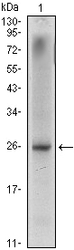 Western Blot (WB) analysis using Nkx-3