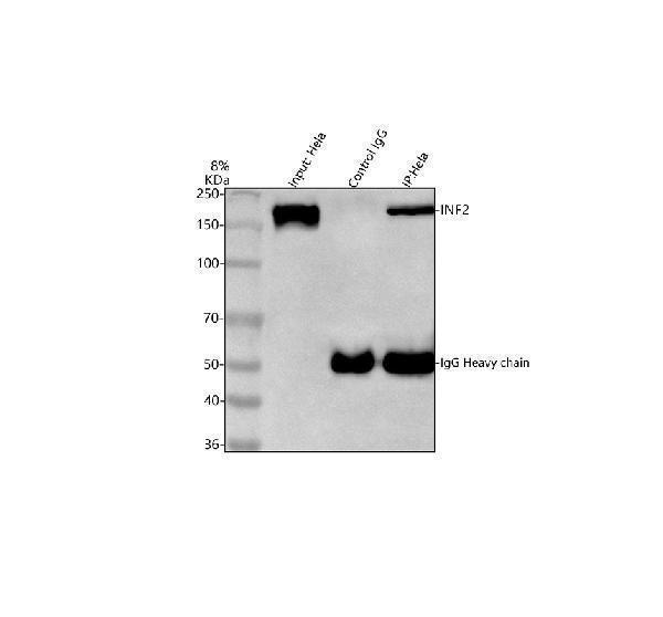 a02710 1 inf2 primary antibodies ip testing 4