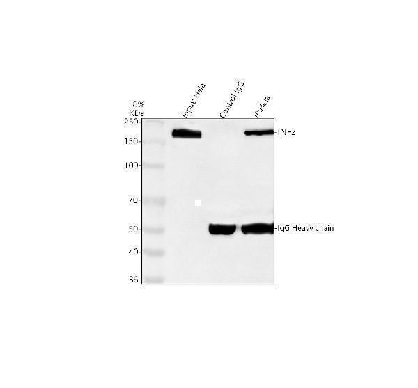 a02710 2 inf2 primary antibodies ip testing 7