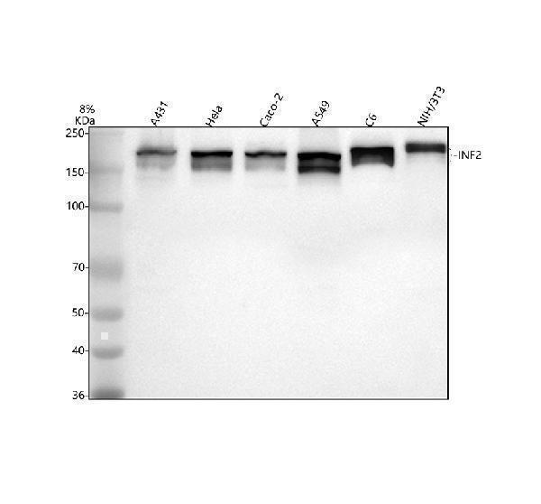  Western blot analysis of INF2 using anti-INF2 antibody (A02710-2)