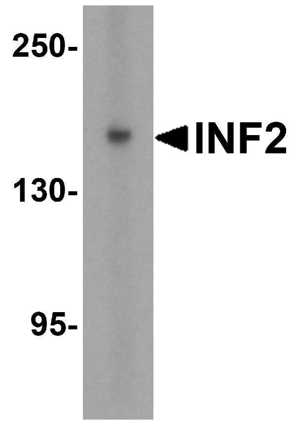 a02710 inf2 primary antibodies wb testing 1