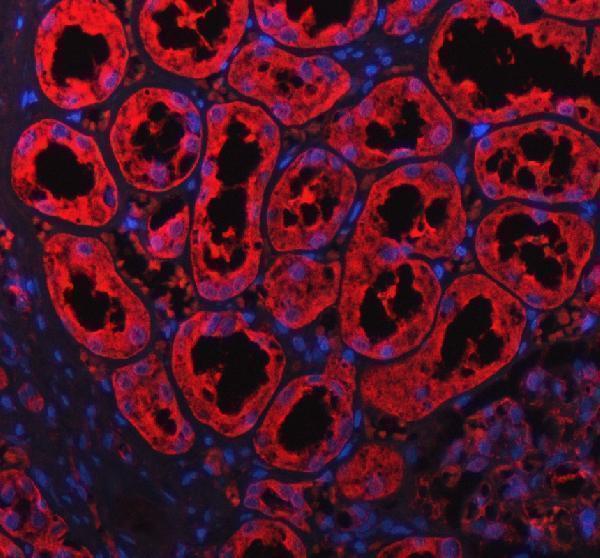 a02711 1 plxnb1 primary antibodies if testing 1