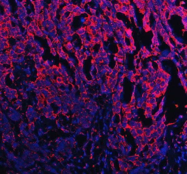 a02711 1 plxnb1 primary antibodies if testing 2