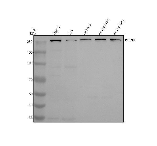 a02711 1 plxnb1 primary antibodies wb testing 1