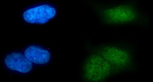  IF analysis of MSL2 using anti-MSL2 antibody (A02712-1)