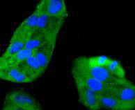 ICC staining MEK7 in Hela cells (green)