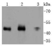 Western blot analysis of MEK7 on different lysates using anti-MEK7 antibody at 1/1,000 dilution
