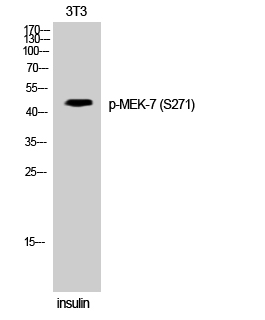Western Blot analysis of 3T3 cells using Phospho-MEK-7 (S271) Polyclonal Antibody