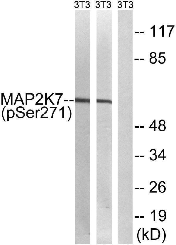 Western blot analysis of lysates from NIH/3T3 cells treated with insulin 0