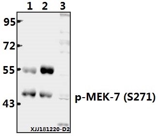 a02713s271 map2k7 primary antiboties wb testing 1