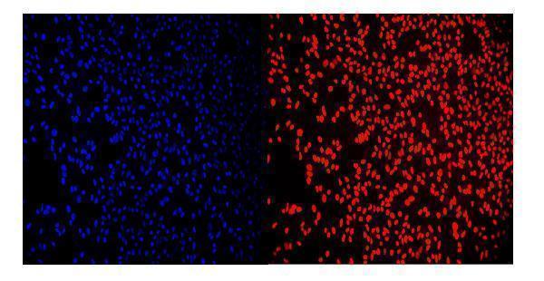 a02719 1 rcc1 primary antibodies if testing 9