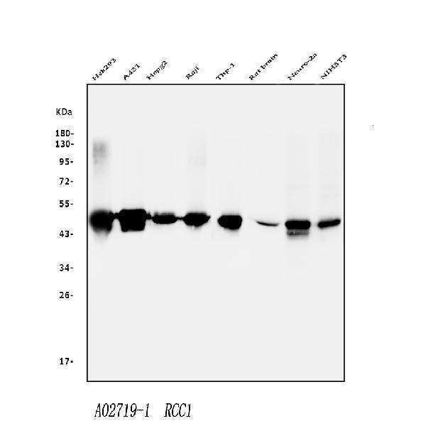a02719 1 rcc1 primary antibodies wb testing 1_1