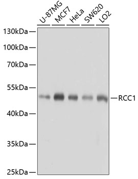 a02719 rcc1 primary antiboties wb testing 1