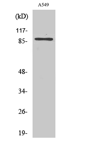 Western Blot analysis of A549 cells using CLC-7 Polyclonal Antibody diluted at 1:500