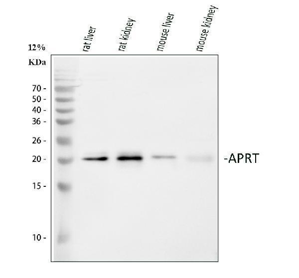 a02721 3 aprt primary antibodies wb testing 1_1