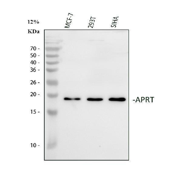 a02721 3 aprt primary antibodies wb testing 2