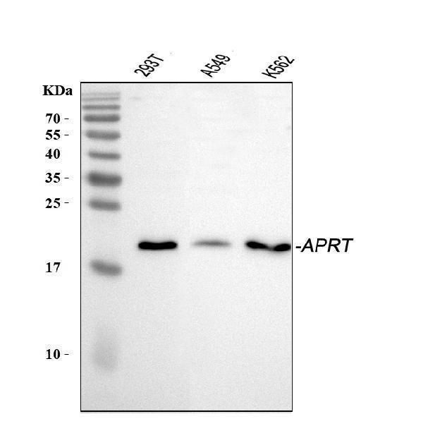 a02721 aprt primary antibodies wb testing 1